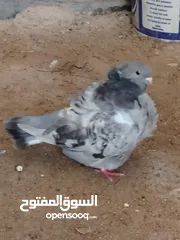  1 تك طيره كشكي