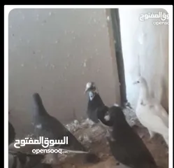  1 مطلوب حمام بلدي شغال