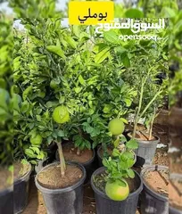 11 مشاتل الرويال لزراعه ومتابعه الاشجار
