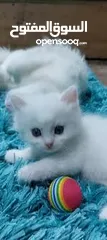  7 جوز قنفذ  وسلحفاه و قطه كتنز و بطه عدد 3 بطات  قنافذ اليفه و سلاحف بريه تربيه منزليه لقطه كوم هامستر