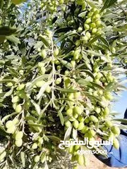  2 يا أهل ألأردن اللي واثف أن زيت زيتونه اصلي100%يجبلي تنكه ويحلف يمين ان زيته غير مغشوش وبدفع كاش فورآ