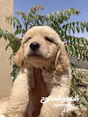 21 جولدن ريتريفر بريطاني آصلي  Golden retriever pure اعلى مستوى في الشرق الاوسط
