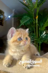  3 Scottish girl Registered & imported parents from Russia