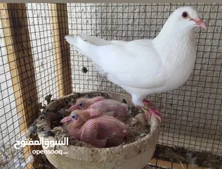  9 حمام فرنسي اصلي السلاله اكبر حجم منتج  الجوز