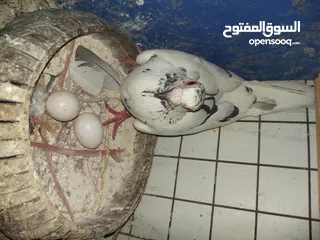  3 جوز مع افراخ و بيض