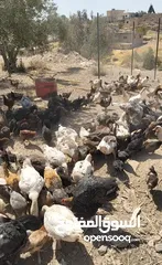  6 بسم الله ما شاء الله تبارك الله  متاح للبيع  جاج بلدي  حبش  وز  بط  فرعوني   الموقع الكرك ادر