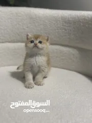  9 قطط صغيرة برتيش للبيع