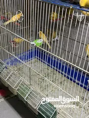 2 طيور كنار للبيع