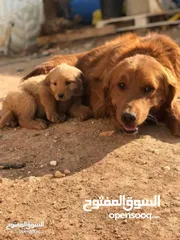  6 جولدن ريتريفر اصلي golden retriever pure