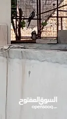  10 كوكتيل وايت فيس جوزين شغالات