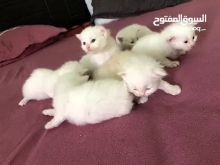  11 Cat baby Persian