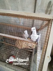  2 زوج حمام الاج