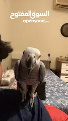  6 African grey parrot