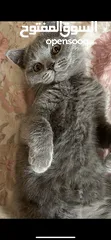  3 قط مكس بريتيش و سكوتش فولد ذكر 4 شهور مهذب و وسيم