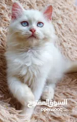  1 متوفر قط شيرازي فارسي  شهرين ونص