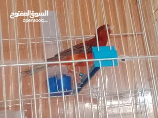  2 حمام مخملي