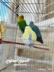  7 بسم الله تبارك الرحمن فحل فيشر مع جوز روز الأنثى الصفراء اليفه ركززز معي صحه نظاااافه صلاه النبي