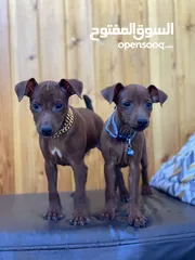  7 “للذوّاق فقط – Mini Pinscher بيور راقٍ ونادر