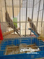  14 6 فراخ كوكتيل بحالة ممتازة يمكن بيعهم كامل ويمكن بالحبة للبيع ويوجد حبتين كوكتيل عمرهم شهرين