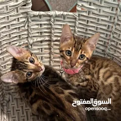  1 Address Bengal kittens available for adoption
