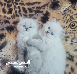  2 قطة همالايا بلو هاف بيكى عاوزة تتجوز