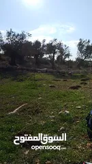  2 ارض للبيع زتون زراعي الي معني تواصل موجودة صفا غرب رام لله