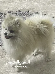  1 كلب سوبر بو  بيع او مراوس ويه ببغاء