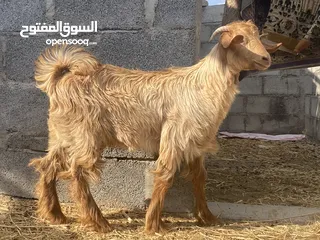  2 تيوسا 2 للبيع وكبشان للبيع اقرء وصف