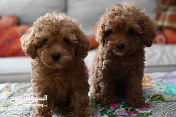  7 Poodle Puppies in Uae- Toy Breed