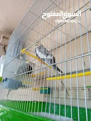  12 ببغاء كوكتيل ذكر وانثى مع قفص