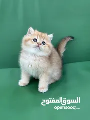  10 مجموعة قطط سكوتش فولد وستريت كل اشي الو سعر