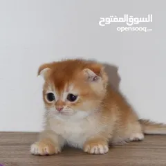  7 كتنز سكوتش فولد - Scottish fold kittens