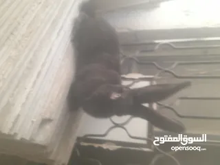  8 ارانب الماني