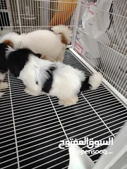  6 Shihzt pure puppies 2 months old 