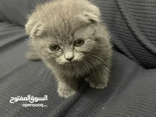 3 كتن  عمرهم 56 يوم  لعوبين كثير و حنونين  متعودين على التر بوكس و الدراي فود صحتهم فل الفل   السعر