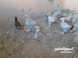  8 صيصان براهما مستويات عالية