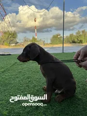  6 Doberman Puppy available 40 days 3 male 3 female