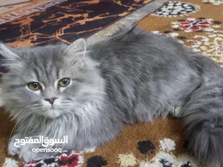  1 مكلف بنشر قطط ثنين نثايه سعر 70