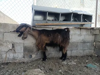  1 عنز للبيع ثالث ولده