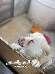  3 كلب لطيف للبيع بسعر ممتاز