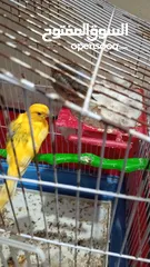  2 طيور للبيع بسعر مناسب