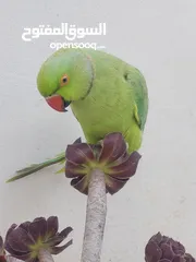 10 ببغاء درارة هندي ذكر اسمو كوكو عمر سنتين مطوق اليف جدا ما بعض نهائي لعوب بحب الاطفال