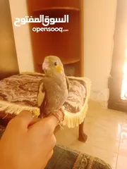  20 ببغاء كوكتيل اليف جدنننننن