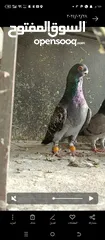  3 جوز عمريات نخب اول مخاليف شغللات وجوز ذبابنه مخاليف شغالات للبيع