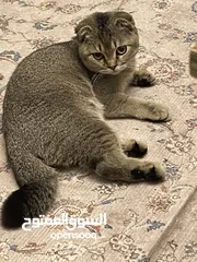  12 قطط أنثى العمر شهرين.  2 Month Female Kitten