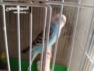 17 عصافير توكتيل جوز عصافير حب مخاليف