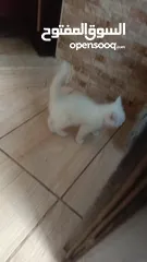  10 للبيع قطه ميكس (kitten) كما في الصور  بصحه ممتازه ماخده المطاعيم متعوده على دراية فوود واللتر بوكس.