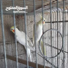  2 كوكتيل لاتينو شغال