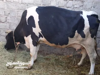  1 بقرة حليب هولنديه من الاصايل