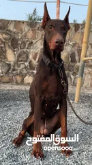  3 Doberman  males and females available
